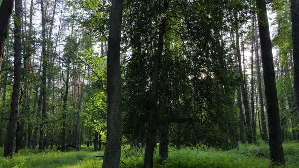 Summer Forest with Pine Trees Slow Motion