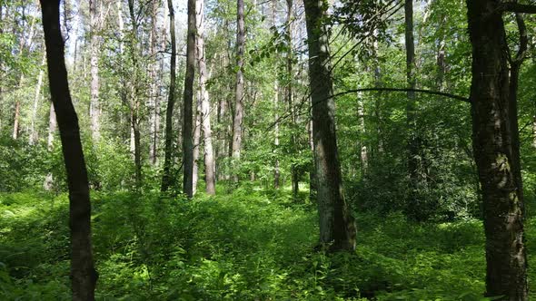 Beautiful Green Forest on a Summer Day Slow Motion