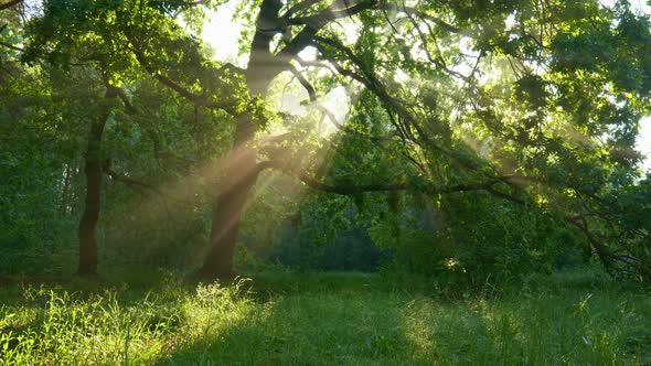 Sun Shining Through a Majestic Green Oak Tree on a Meadow. Sun Beams Breaking Through Tree. Sunrise