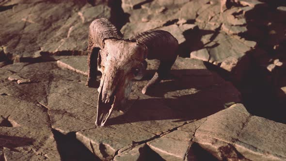 Dry Goat Skull Bone on Stones Under Sun