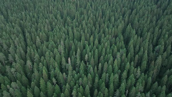 Forest Aerial