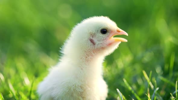 Close Up Newborn Poultry Yellow Chicken Beak on Green Grass Field. Beautiful and Adorable Little