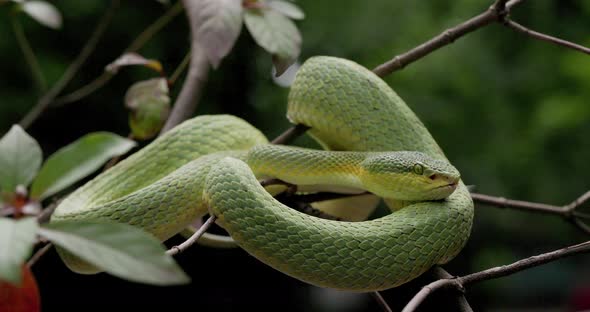 Bamboo Pit Viper Sitting On Tree Branch In The Forest. close up