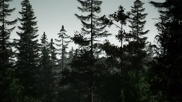 Misty Nordic Forest in Early Morning with Fog