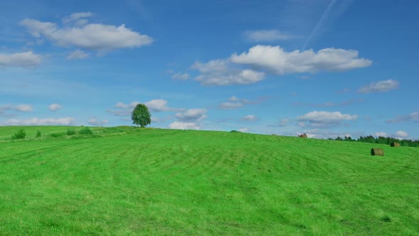 Shot of Lonely Tree on  Green Field with Hay Bales 4