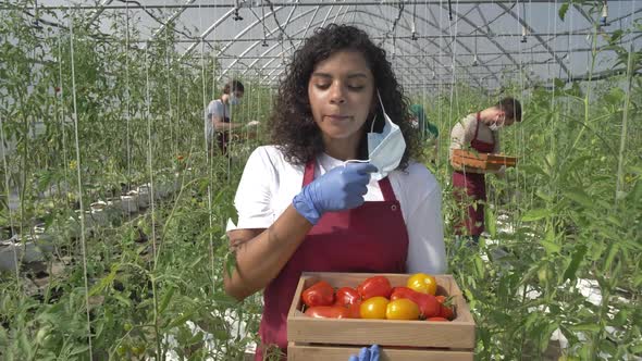 Overworked Greenhouse Worker with Tomato Harvest