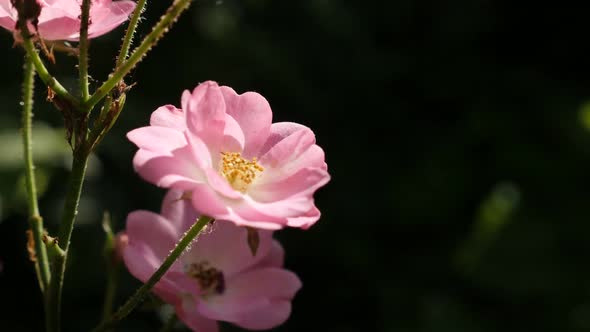 Hybrid Rosa flower close-up slow motion  1080p FullHD footage - Shallow DOF of mini-rose plant in th