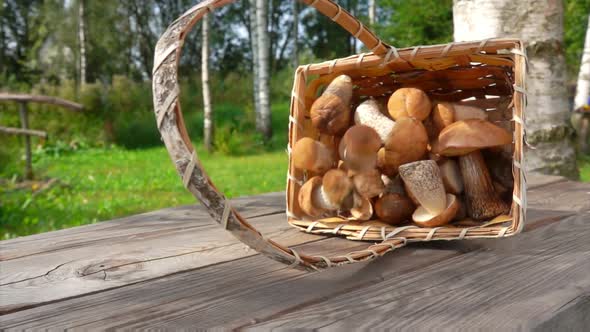 Freshly Picked Boletus Mushrooms Fall From Basket 