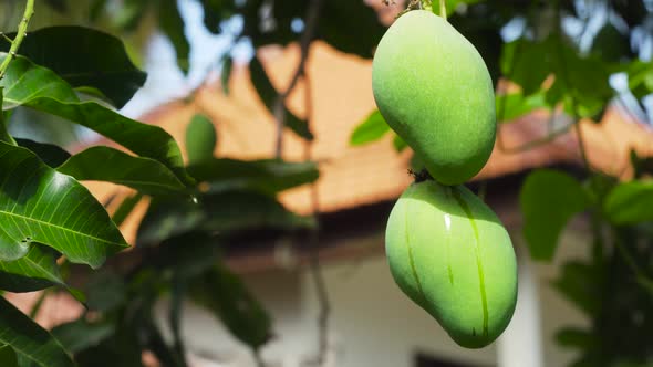 Mangoes on Mango Tree