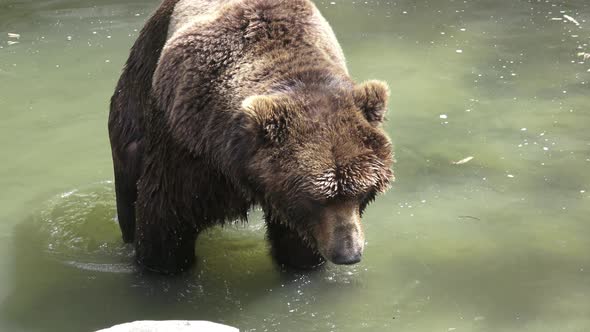 Brown bear in water. 
