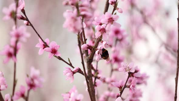 Bees Fly Over a Flowering Almond Tree in Spring