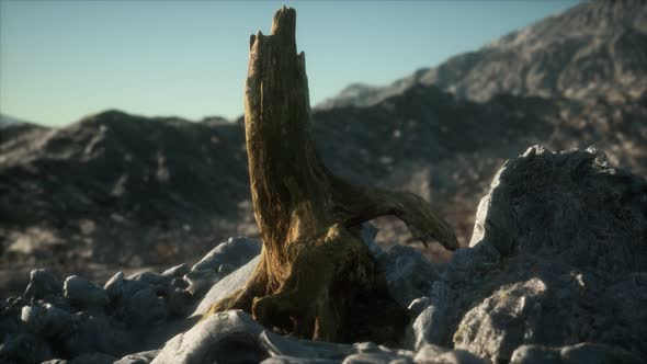 Dead Pine Tree at Granite Rock at Sunset alt