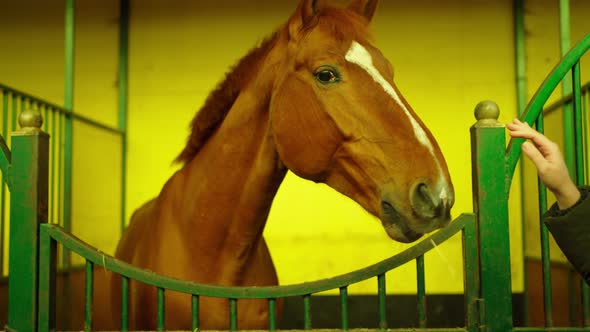 a Woman's Hand Carefully and Cautiously Strokes a Beautiful Brown Horse in a Corral in the Muzzle