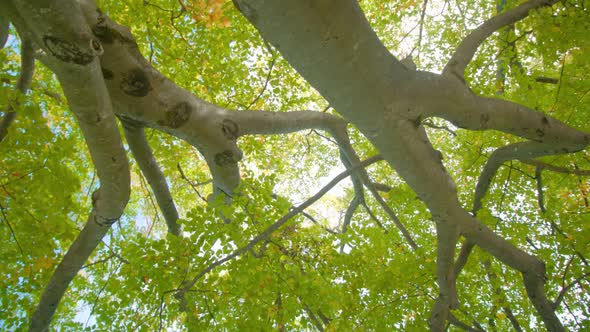 High Birch Trees with Forked Branches and Green Leaves