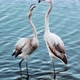 Two young flamingos with white plumage are fighting - VideoHive Item for Sale