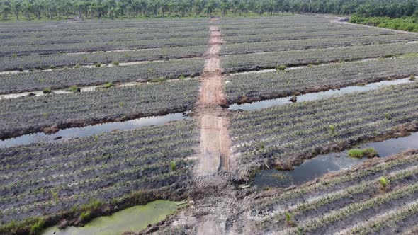 Fly over young pineapple plantation