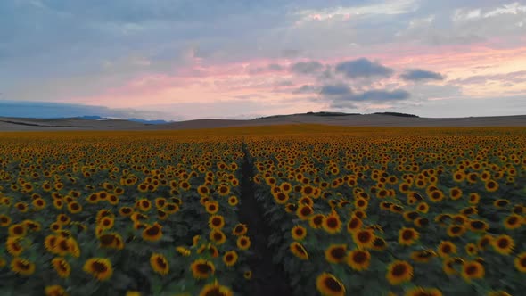 Sunflower Field At Sunset