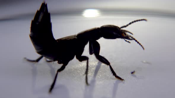 Devil's Coach Horse Beetle Ocypus Olens in Ireland