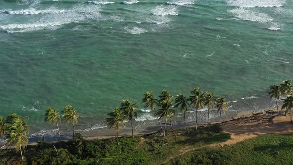 Wild Tropical Coastline with Coconut Palm Trees and Turquoise Caribbean Sea