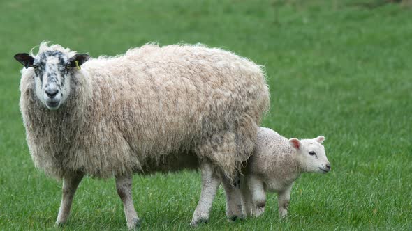 Lamb trying to get shelter behind its mother from the strong wind and heavy rain in the Eden Valley