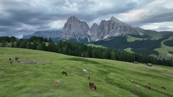 Horses on the meadow in the Dolomites mountains