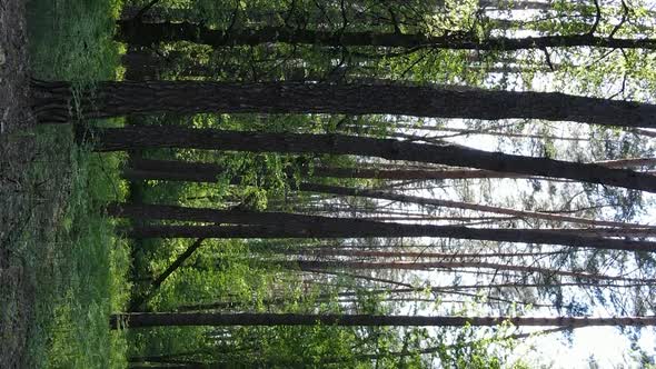 Vertical Video of a Forest with Pine Trees