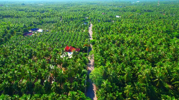 An aerial view from a drone flying over a beautiful green coconut grove