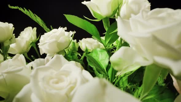 Beautiful White Roses with Tender Petals on Black Background