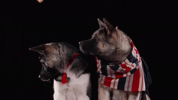 Front View of a Pair of American Akita Dogs Sitting in the Studio on a Black Background. Red Autumn