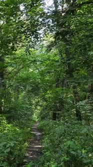 Vertical Video of a Beautiful Natural Landscape in the Forest During the Day