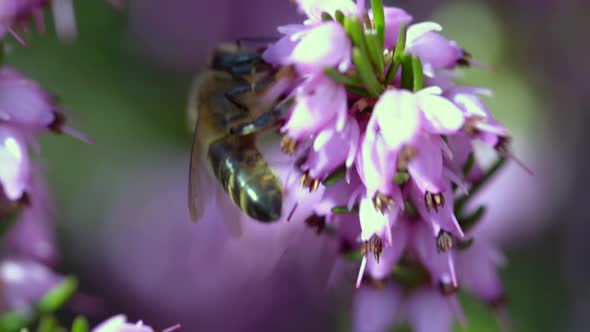 Extreme Close up Bee eating nectar on flowers during sunny day spring day,in slow motion.