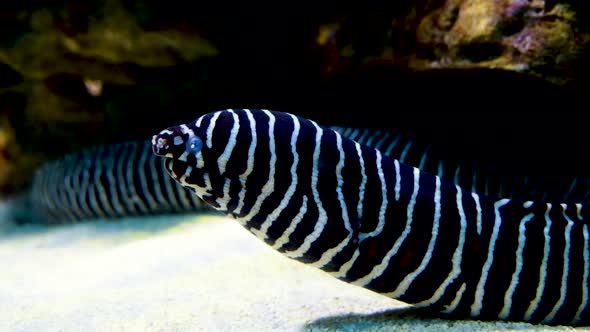 Eye-catching black and white striped Zebra moray eel; close profile shot
