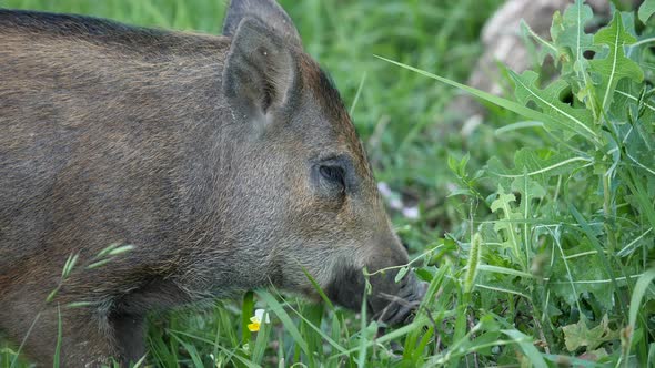 Wild boar feeding