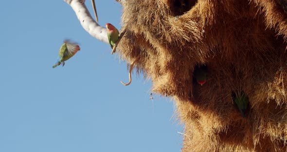 Green and red parrots are sitting on the branches near their nest, wildlife, 4k