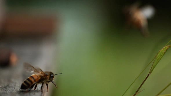 |European Honey Bee, apis mellifera, Bee in Flight, Taking off, Slow motion