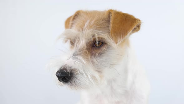 Jack Russell Terrier head profile on a white background