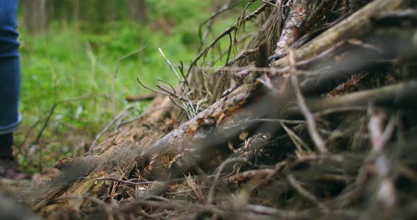 Close-up of Hands Tying Shoelaces on a Traveler's Shoes in the Forest. Forest Trip