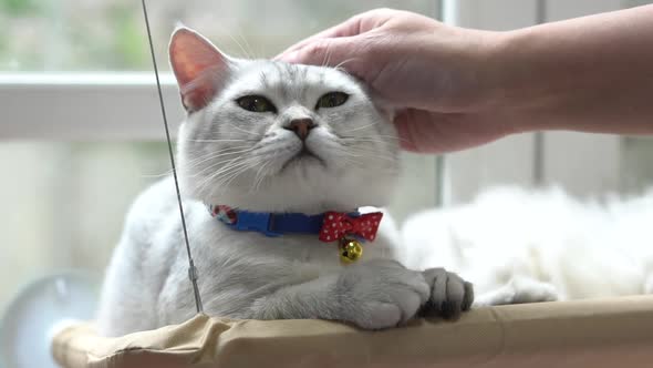 Asian Woman Hand Petting A Cat While Lying On Shelf