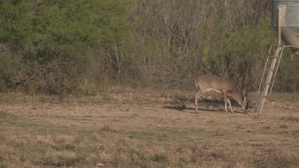 a whitetail buck in Texas, USA