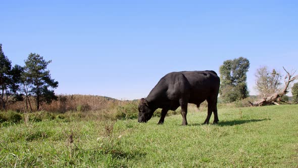 Close Up in Meadow on Farm Big Black Pedigree Breeding Bull is Grazing