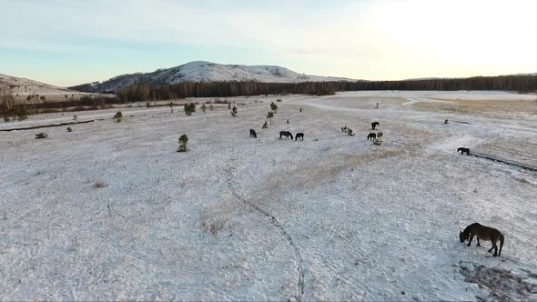 Aerial view of herd of horses in the wild, drone is flying over horses standing on snowy ground.