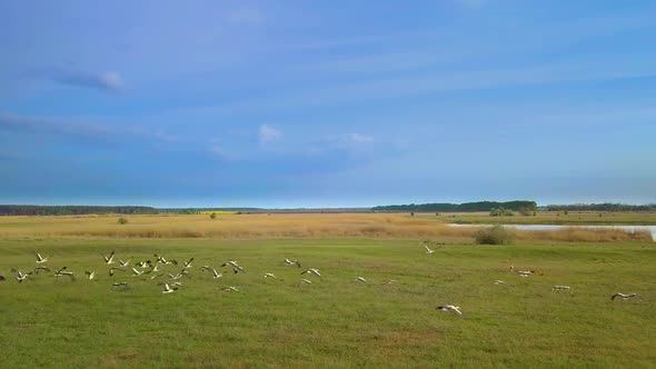 White Storks Fly Over Green Fields