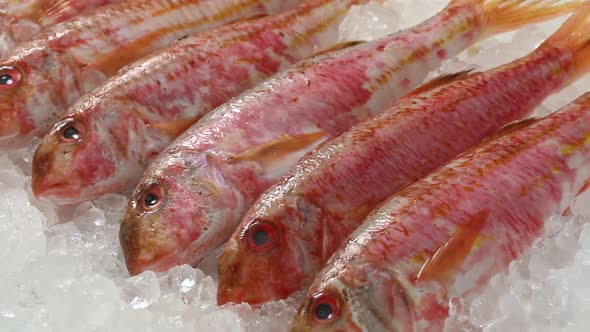 Fresh raw red mullets on ice close up 