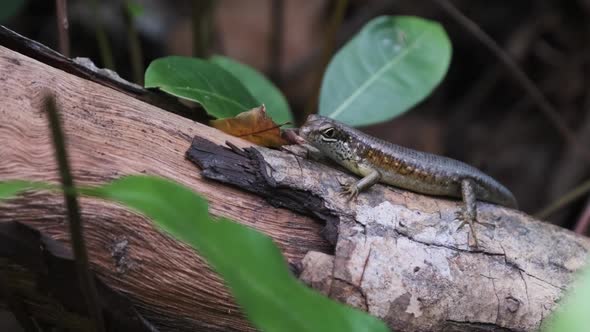 African Lizard Sits on a Log in the Rainforest Zanzibar Trachylepis Striata