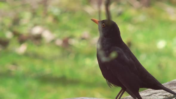 Medium close shot of a Blackbird sitting on an old table with a metal tray on it, his eye framed by