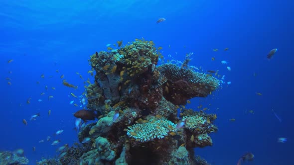 Tropical Coral Reef Seascape