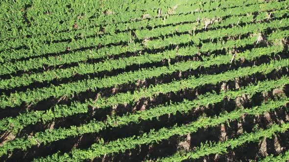 Plantation with Vineyard Bushes