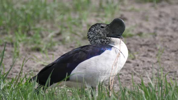 Male African comb duck 