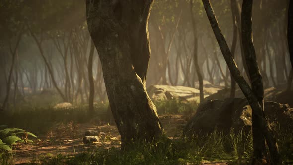 Creepy Mystic Magic Deep Forest alt