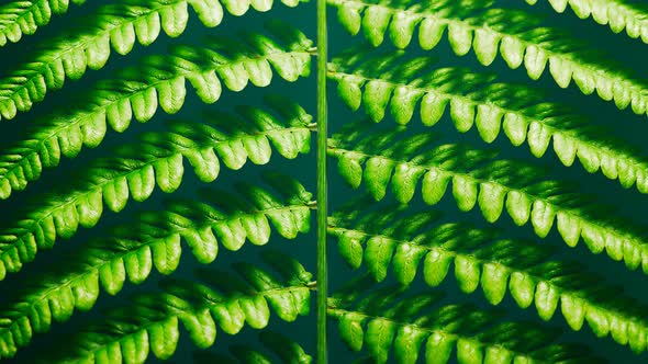 Perfect close up of fern twig. Seamless looping animation of green fern leaves.